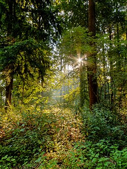 Sunlight penetrating through a forest canopy in Germany.