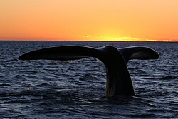 Southern right whale in Península Valdés, its preferred sanctuary