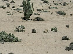 A chilla fox in Pan de Azúcar National Park in the coast of Atacama Desert.
