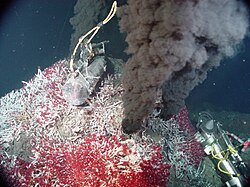 Giant tube worms at the base of a hydrothermal mount