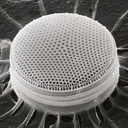 Centric diatom