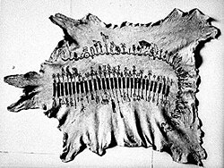 Calendar of 37 months, 1889–92, kept on a skin by Anko, ca. 1895