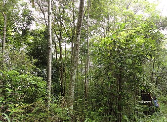 c) After 12 years, the restored forest overwhelmed the black tree stump.