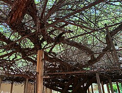 The trunk of the world's largest rosebush