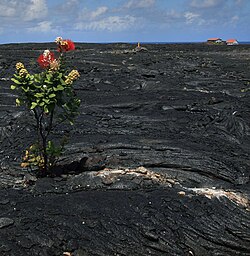 ʻŌhiʻa (Metrosideros polymorpha) growing on a barren lava field dating from 1986, formerly the village of Kalapana, Hawaii. The myrtle in this picture, taken in 2009, may have since been covered over—fresh flows in 2010 partially re-covered the area.