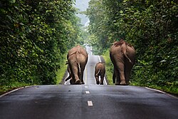 The population of Asian elephants in Thailand's wild has dropped to an estimated 2,000–3,000.[145]