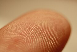The friction ridges on a finger