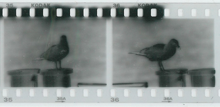 Infrared negatives fogged by the frame counter of a Minolta Maxxum 4