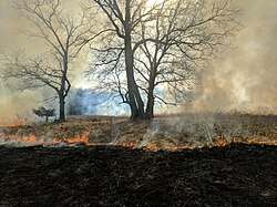 Prescribed Burn in Oak Savannah in Iowa