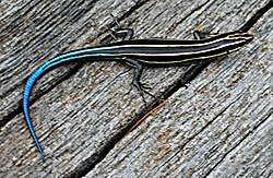 Five-lined skink, juvenile
