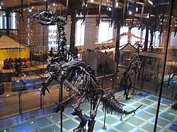 Mounted Iguanodon skeletons in the Dinosaur Hall