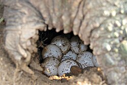 Turtle eggs in a nest dug by a female common snapping turtle (Chelydra serpentina)