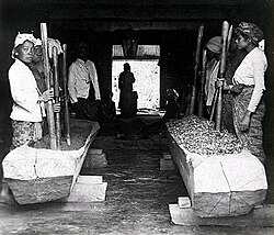 Workers in Java prepared coca leaves. This product was mainly traded in Amsterdam, and was further processed into cocaine (Dutch East Indies, before 1940).