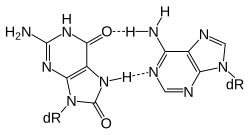 8-oxoG (syn) in a Hoogsteen base pair with dA (anti)
