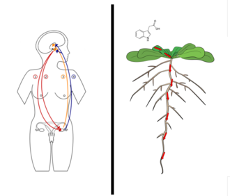 Left: A hormone feedback loop in a female adult human (1) follicle-stimulating hormone(2) luteinizing hormone(3) progesterone(4) estradiol Right: Auxin transport from leaves to roots in Arabidopsis thaliana