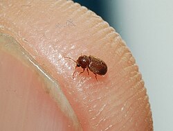 Drugstore beetle on a human finger