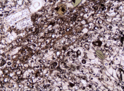 Thin section of pumice from Sinai Peninsula, Egypt
