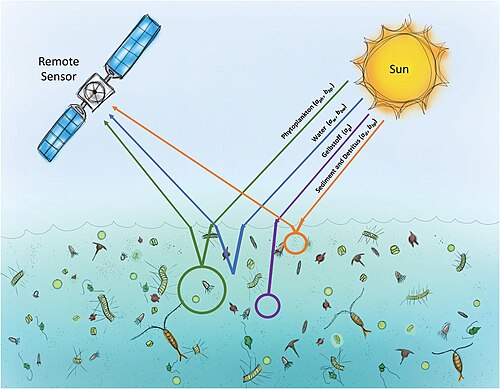Schematic of how common seawater constituents, including particulate and dissolved components, could both be generated and altered through the process of herbivorous zooplankton grazing [75]