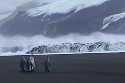 King penguins walking across a beach, with rough seas and ice-covered cliffs in the background