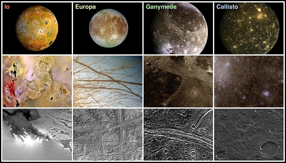 Surface features of the four members at different levels of zoom in each row