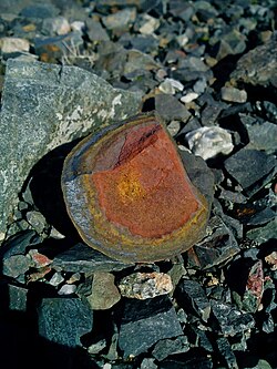 Limonite concretion from the spoil bank of a uranium mine