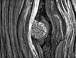 A knot on a tree trunk