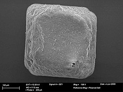 A SEM image of a grain of table salt