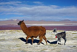 Dam and her cria at Laguna Colorada, Reserva Nacional de Fauna Andina Eduardo Avaroa, Bolivia