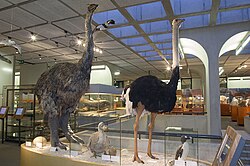 Madagascar's elephant bird, Mauritius's dodo bird and ostrich (from left to right)