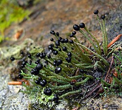 Crust-like thallus with pseudopodetia