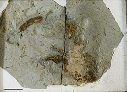 Fossil of Palaeophonus nuncius, a Silurian scorpion from Sweden