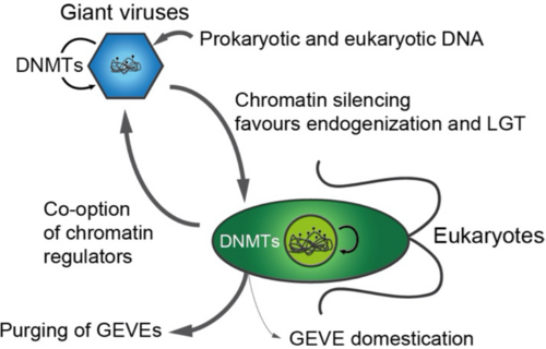 Giant virus endogenization events correlate with presence of 5-Methylcytosine in eukaryotes.