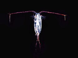 A copepod
