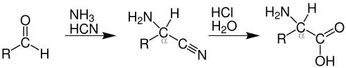 The Strecker synthesis of alpha amino acids from carbonyl compounds in the presence of ammonia and cyanide.