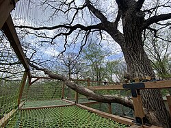 Wooden beams and green netting around the trunk and branches of a tree. Part of the netting is screwed into a tree branch with metal eye screws.