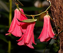 Red copihue