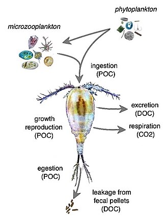 Sloppy feeding by zooplanktonDOC = dissolved organic carbonPOC = particulate organic carbonAdapted from Møller et al. (2005),[84]Saba et al. (2009)[85] and Steinberg et al. (2017).[79]