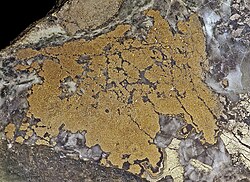 Nickeline/niccolite