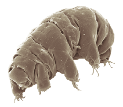 Milnesium tardigradum, one of the few animals on Earth capable of surviving outside the habitable zone