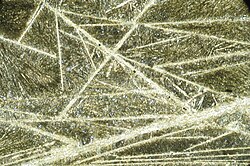 Photomicrograph of a thin section of komatiite showing spinifex texture of pyroxene needle-like crystals