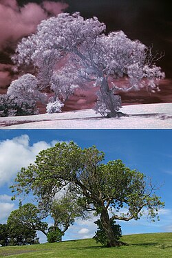 This comparison shows two photographs of the same tree, with the top image in near infrared and the bottom image in visible light.