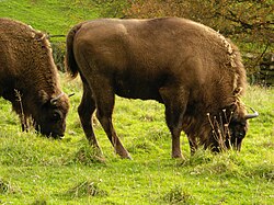 Once roaming the great temperate forests of Eurasia, European bison now live in nature preserves in Białowieża Forest, on the border between Poland and Belarus.[254][255]