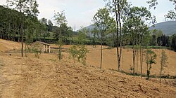 Deforestation in France.