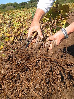 A collection of vines with grafted rootstocks