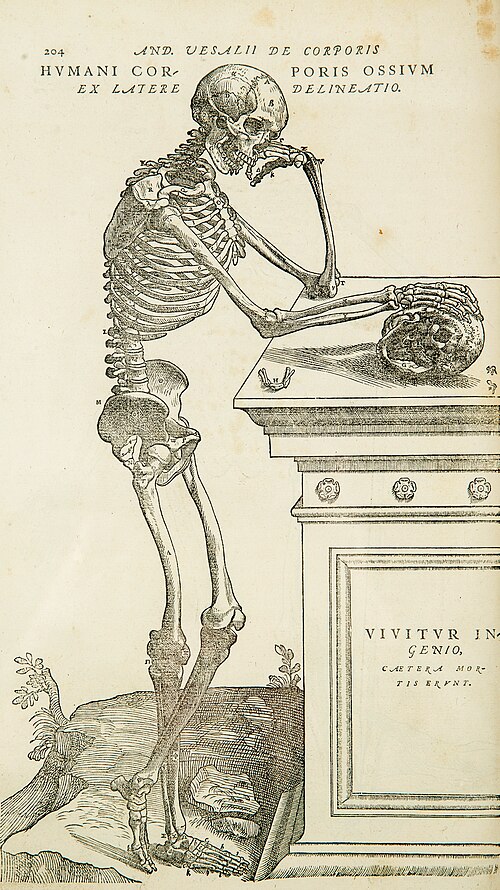 One of the large, detailed illustrations in Andreas Vesalius's De humani corporis fabrica 16th century, marking the rebirth of anatomy[1]