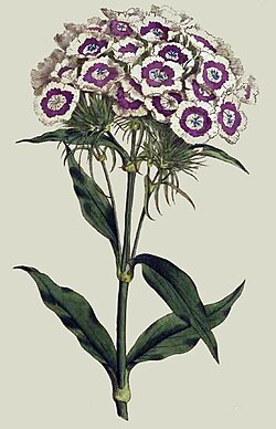 Dianthus barbatus Plate 207 (1793)