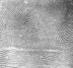 A fingerprint whorl