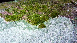 Lichens suppress the growth of mosses and higher plants around them