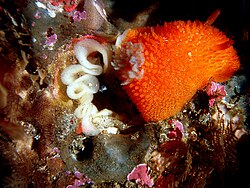 Orange-peel doris (Acanthodoris lutea), a nudibranch, in tide pool laying eggs