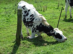 Cow in enclosed pasture eating grass through wire fence